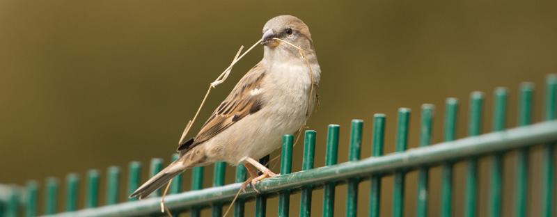 Ein Spatz mit einem langen Halm im Schnabel sitzt auf einem Zaun.